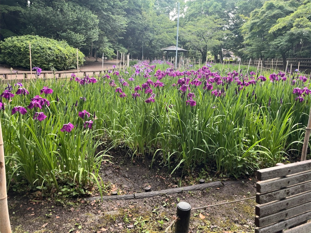 f:id:kuisugimasa:20260524084233j:image f:id:kuisugimasa:20260524084233j:image