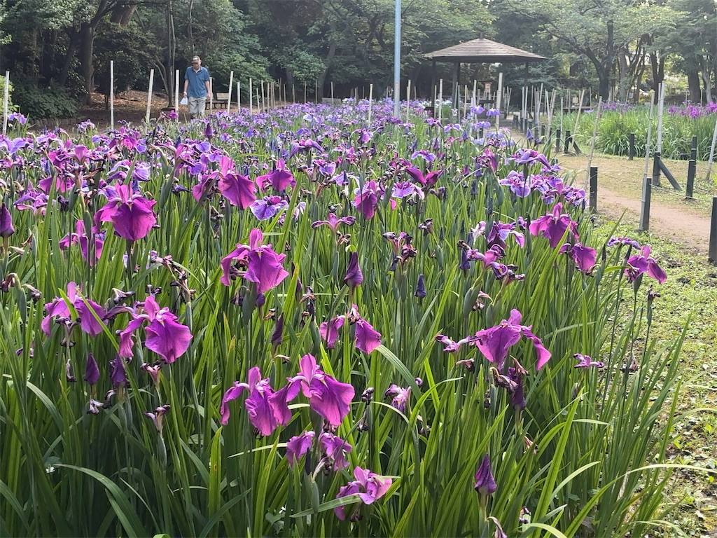 f:id:kuisugimasa:20260531101033j:image