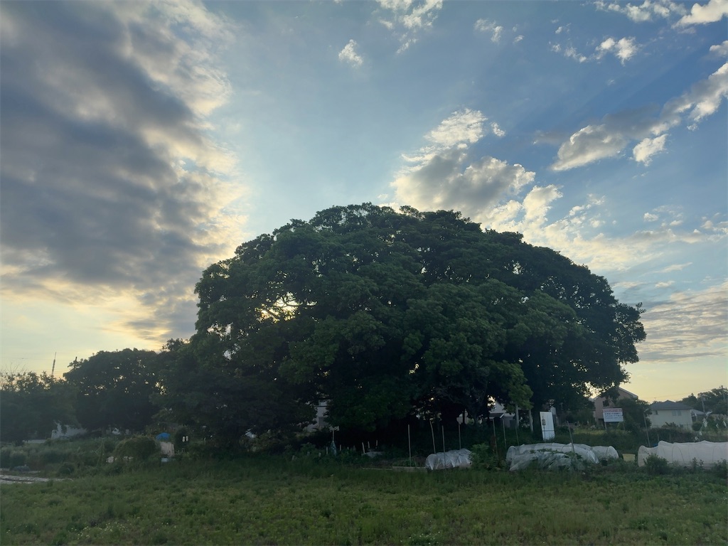 f:id:kuisugimasa:20260531101053j:image