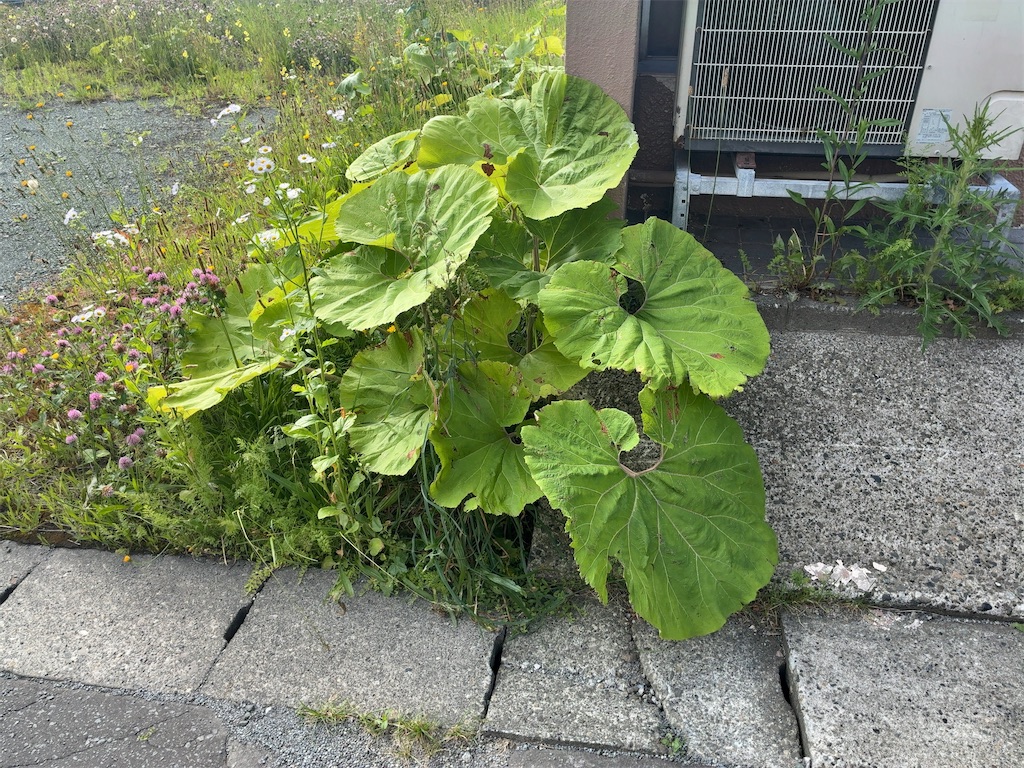 f:id:kuisugimasa:20260703053919j:image