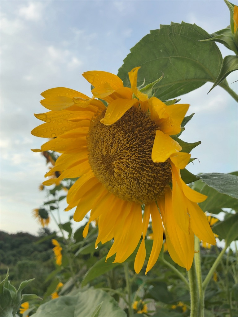 f:id:kuisugimasa:20260728092101j:image