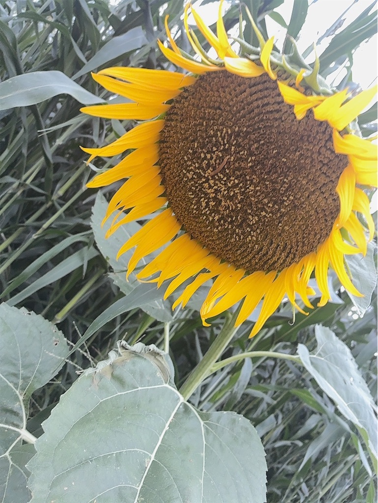 f:id:kuisugimasa:20260731082926j:image