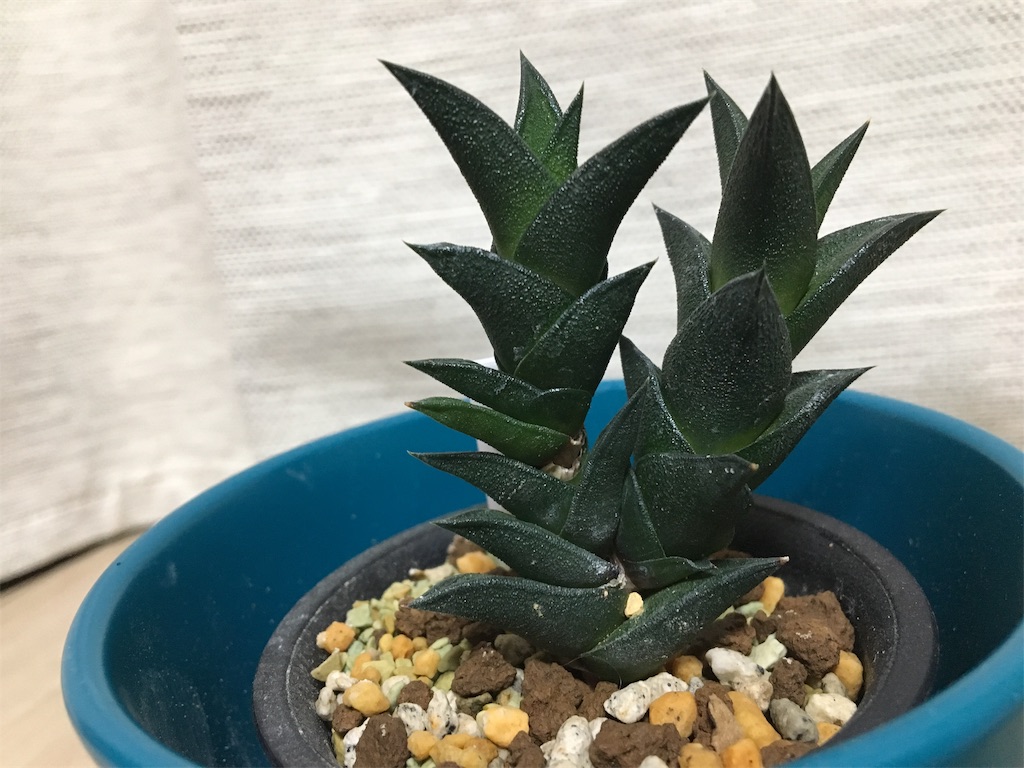 硬葉系ハオルチア・竜城