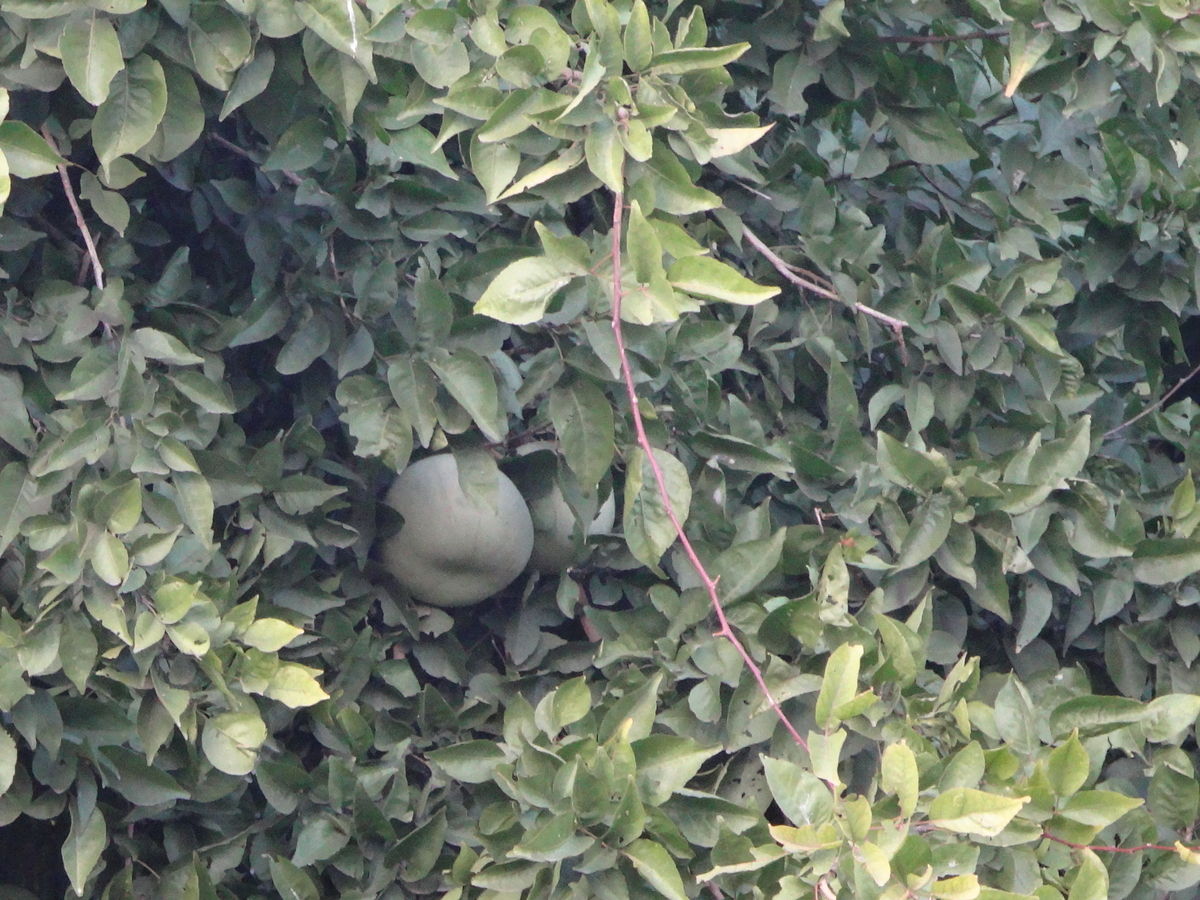 f:id:kujirasei:20191217090002j:plain