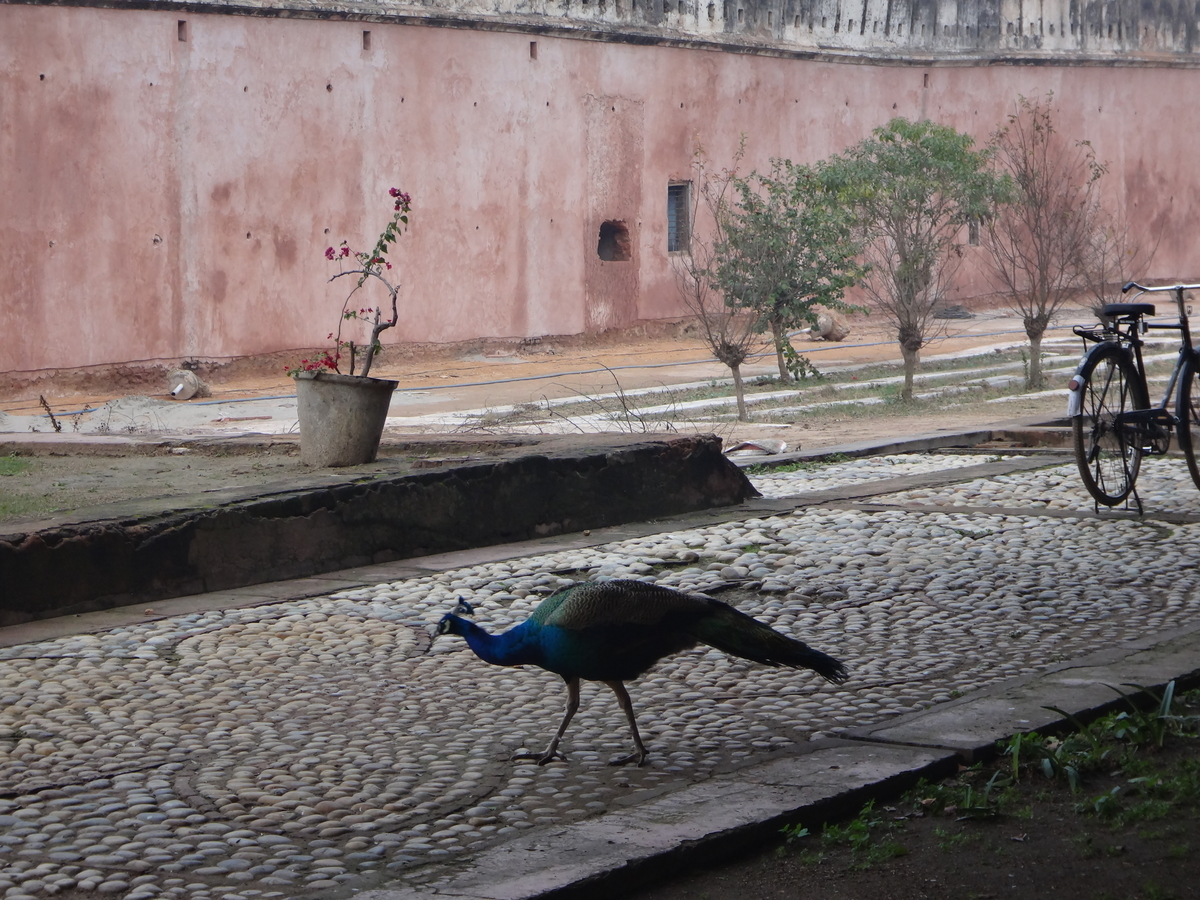 f:id:kujirasei:20191217093037j:plain