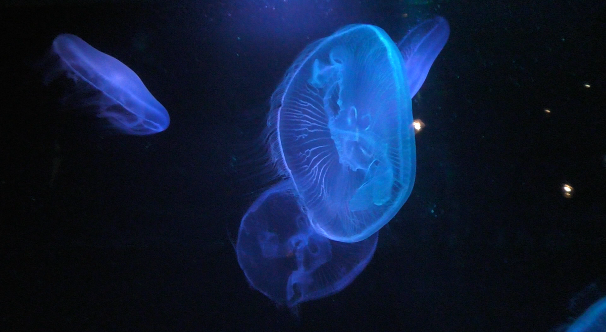 リアルなクラゲぬいぐるみ！ くにみクラゲ公民館 オリジナルクラゲくじ