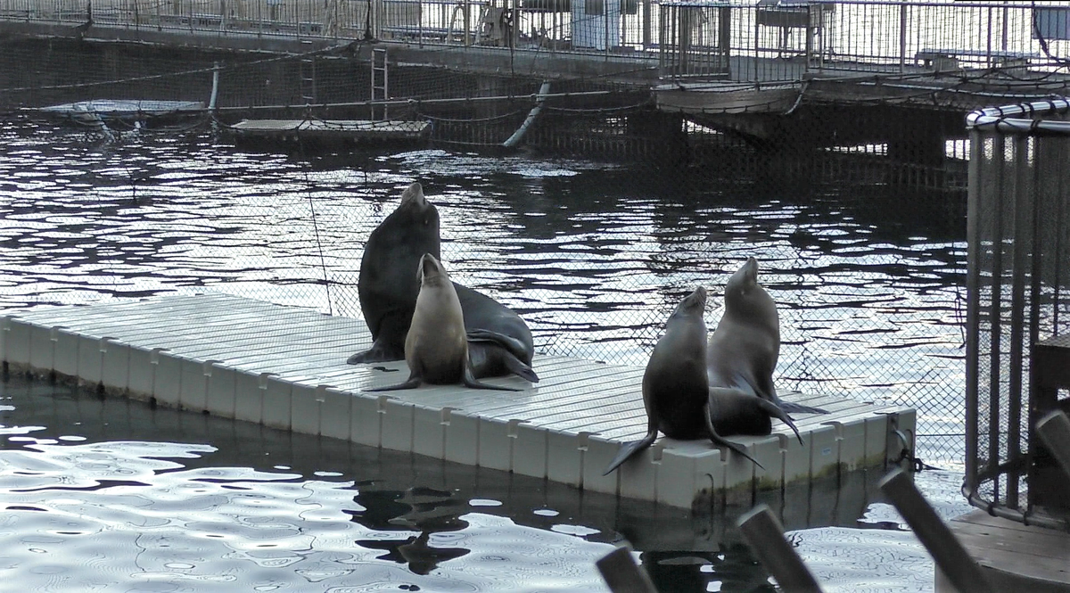 ㈱あるまど ジンベエザメくじ＆カワウソくじ @伊豆・三津シー