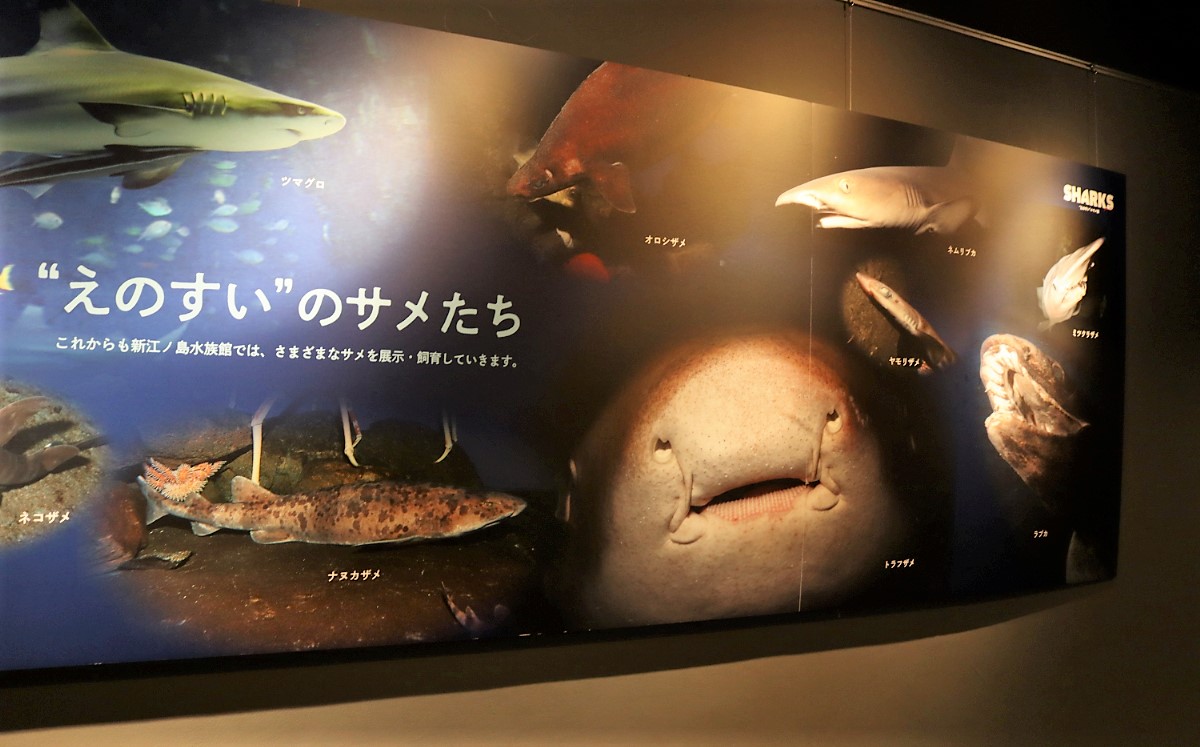 サメの歯 新江ノ島水族館 非売品 記念品 鮫 シャーク 縁起 新江ノ島