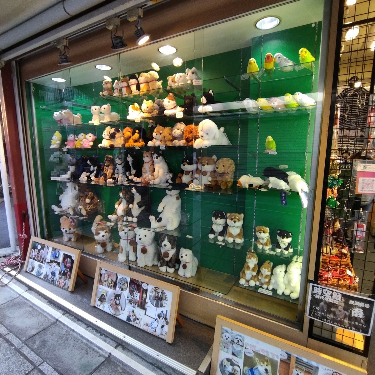 安立屋限定 ぬいぐるみくじ パグ犬&トイプードル - ぬいぐるみくじ発見紀