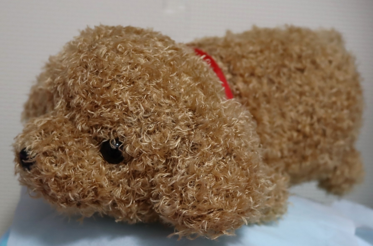 安立屋限定 ぬいぐるみくじ パグ犬&トイプードル - ぬいぐるみくじ発見紀