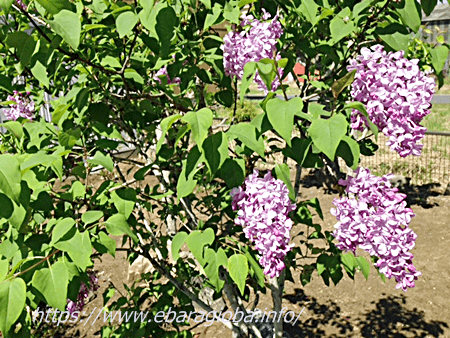 f:id:kukiha-na:20190505223934p:plain