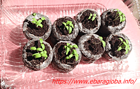 f:id:kukiha-na:20190511070319p:plain