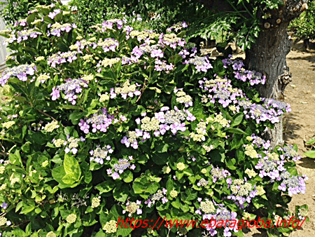 f:id:kukiha-na:20190621221839p:plain