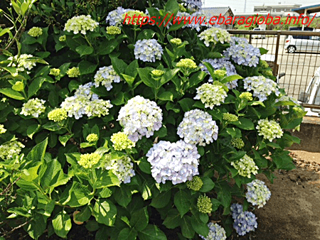 f:id:kukiha-na:20190621221902p:plain