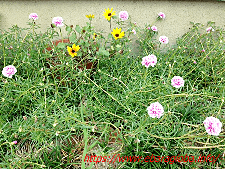 f:id:kukiha-na:20191006213721p:plain