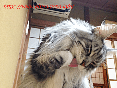 f:id:kukiha-na:20191020212840p:plain f:id:kukiha-na:20191020212840p:plain