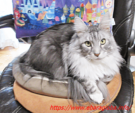 f:id:kukiha-na:20200301224313p:plain f:id:kukiha-na:20200301224313p:plain