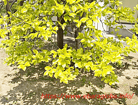 f:id:kukiha-na:20200501122953p:plain f:id:kukiha-na:20200501122953p:plain