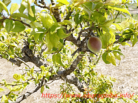 f:id:kukiha-na:20200501123048p:plain f:id:kukiha-na:20200501123048p:plain