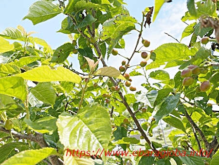 f:id:kukiha-na:20200501123107p:plain f:id:kukiha-na:20200501123107p:plain
