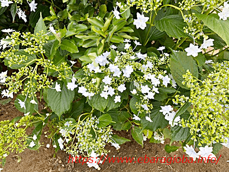 f:id:kukiha-na:20200620201223p:plain