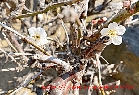 f:id:kukiha-na:20210309184300p:plain