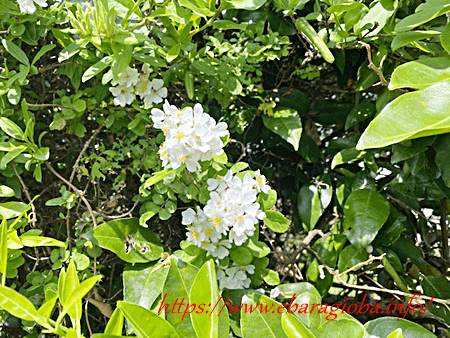 f:id:kukiha-na:20210513145100p:plain