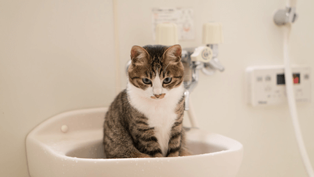 f:id:kukiha-na:20211016180510p:plain