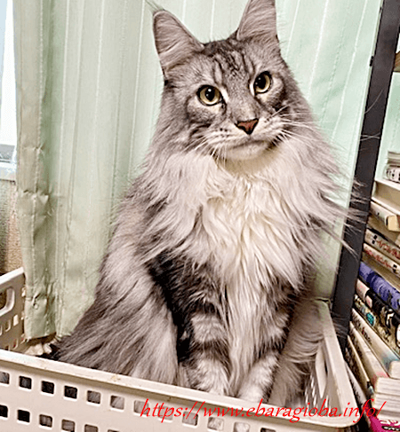 f:id:kukiha-na:20211030043547p:plain