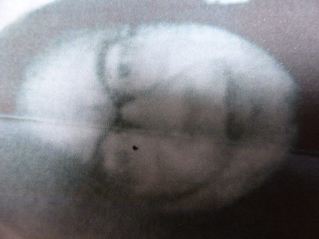 f:id:kukis:20161216070830j:plain