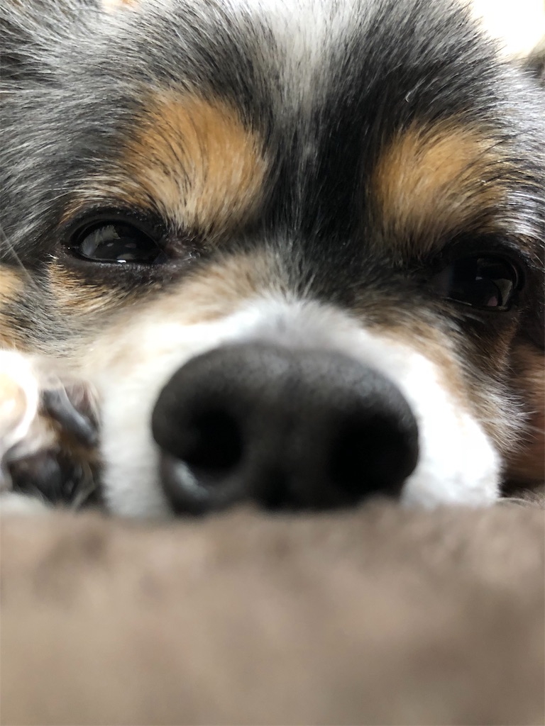 f:id:kukking10chan:20190414080839j:image f:id:kukking10chan:20190414080839j:image