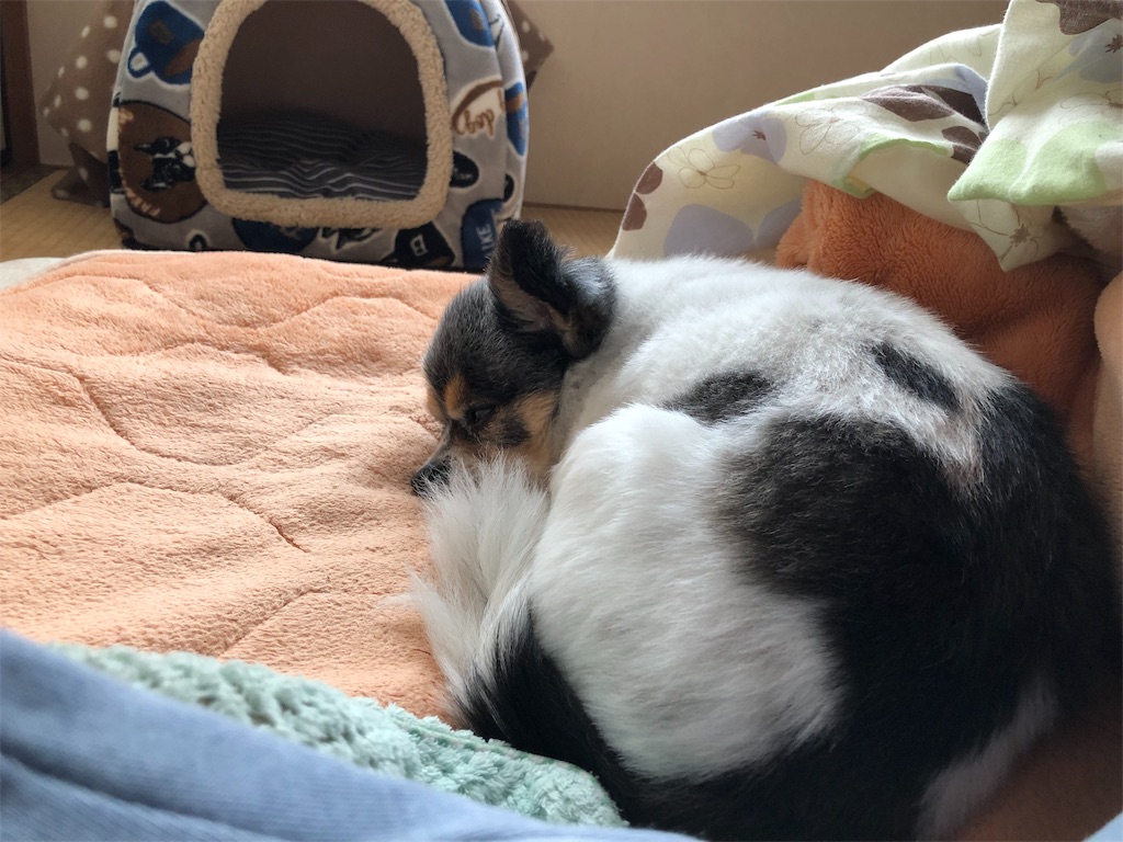 f:id:kukking10chan:20190414083928j:image f:id:kukking10chan:20190414083928j:image