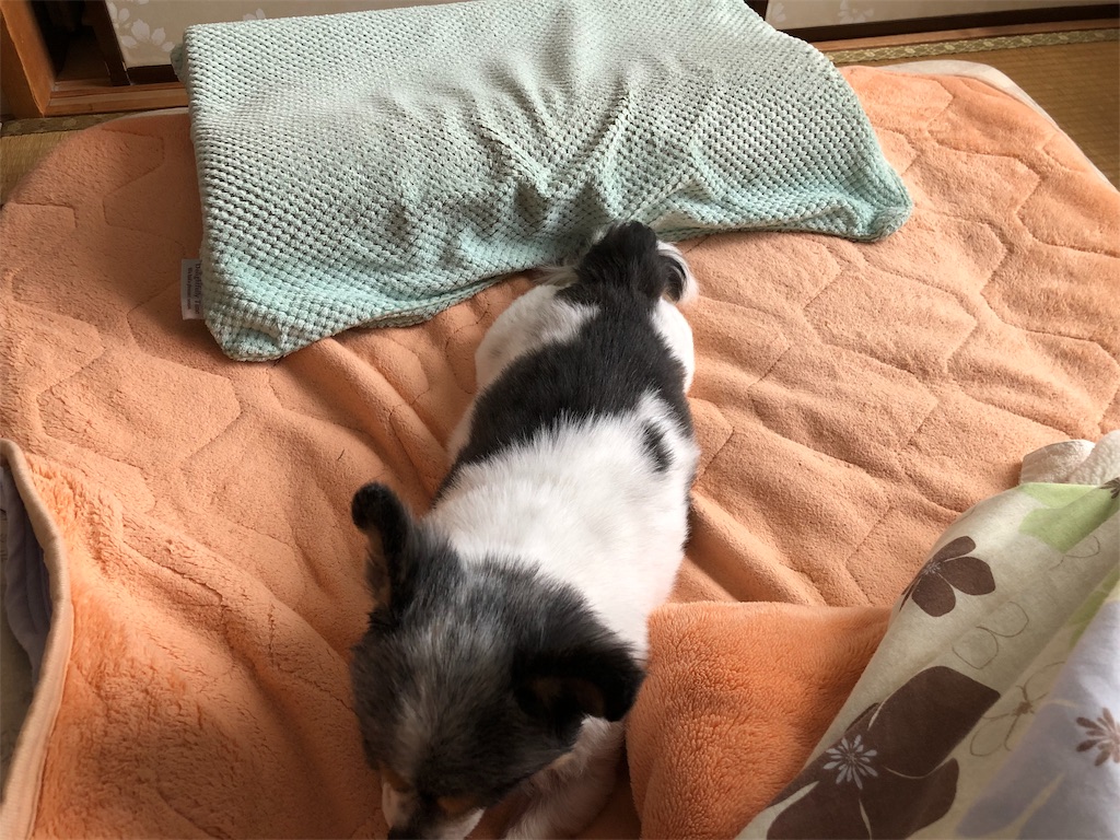 f:id:kukking10chan:20190414084456j:image f:id:kukking10chan:20190414084456j:image