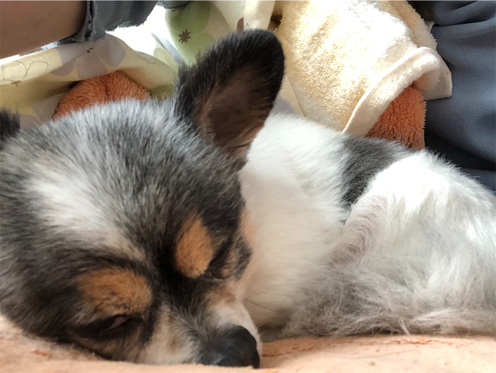 f:id:kukking10chan:20190414085407j:image f:id:kukking10chan:20190414085407j:image