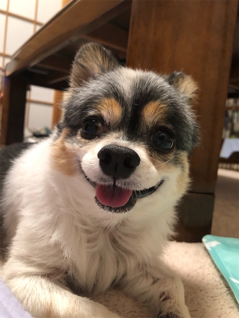 f:id:kukking10chan:20190415224116j:image f:id:kukking10chan:20190415224116j:image