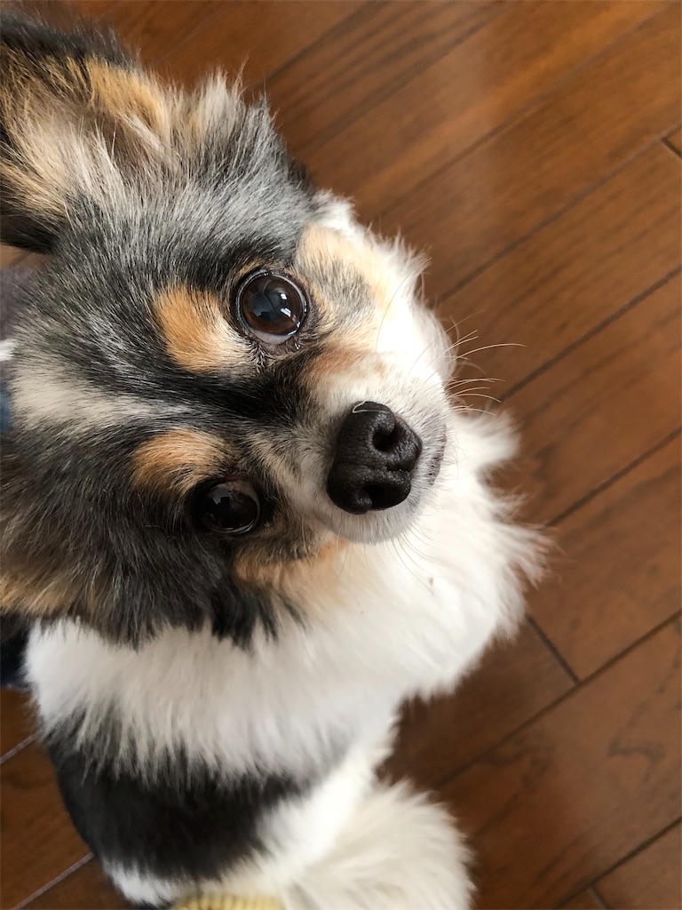 f:id:kukking10chan:20190516171116j:image f:id:kukking10chan:20190516171116j:image
