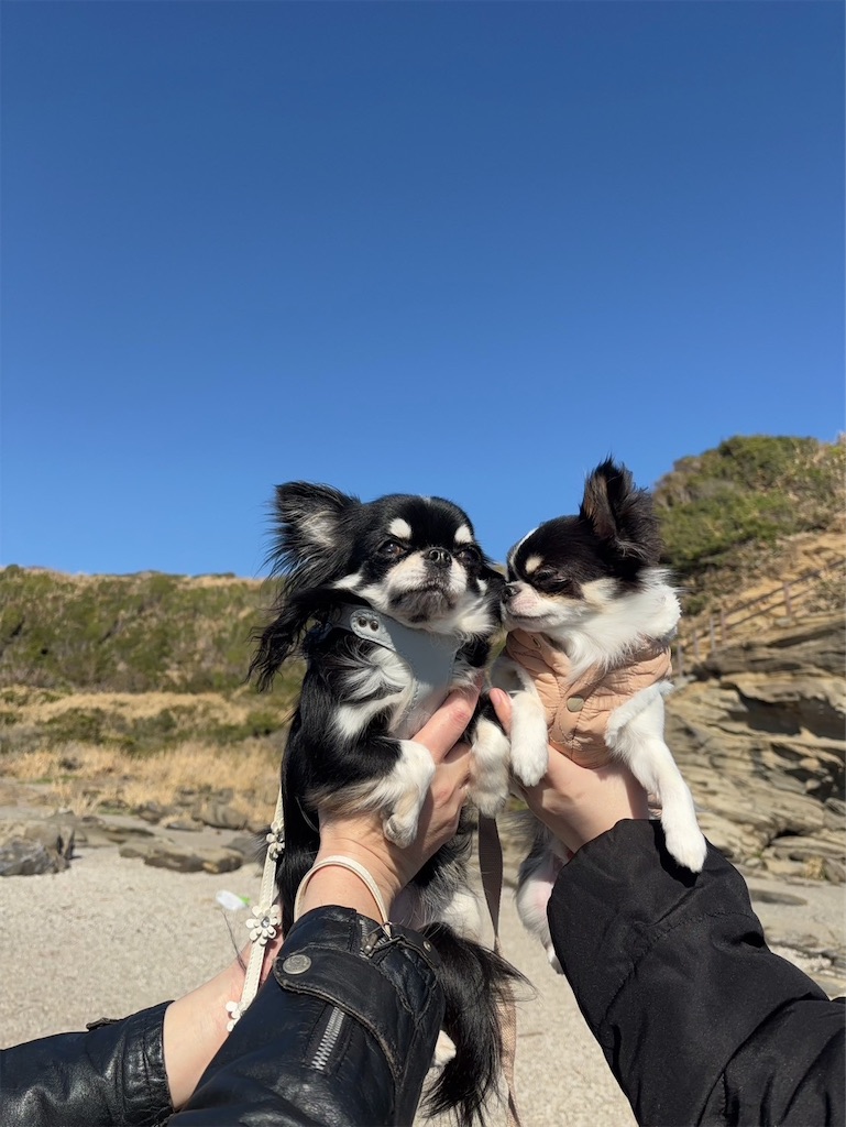 f:id:kukking10chan:20250320190604j:image