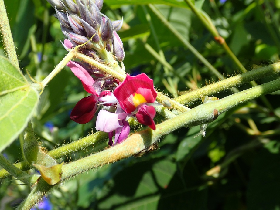 鮮やかに咲く夏の草花 Kuksa S Diary 鮮やかに咲く夏の草花 Kuksa S Diary