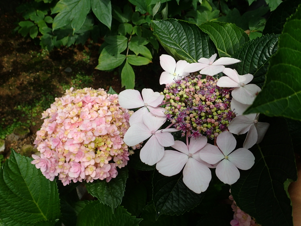 f:id:kuksa:20170618222458j:plain f:id:kuksa:20170618222458j:plain