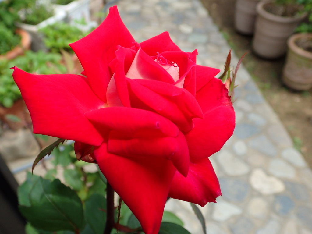 f:id:kuksa:20170618222707j:plain f:id:kuksa:20170618222707j:plain