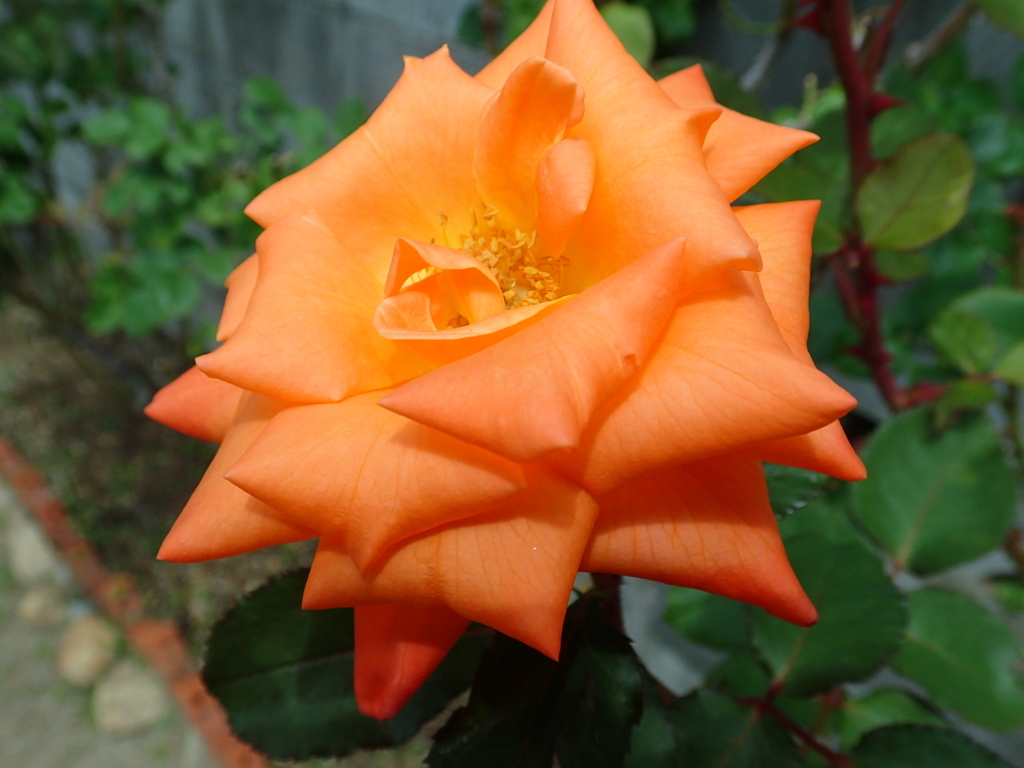 f:id:kuksa:20170618222843j:plain f:id:kuksa:20170618222843j:plain