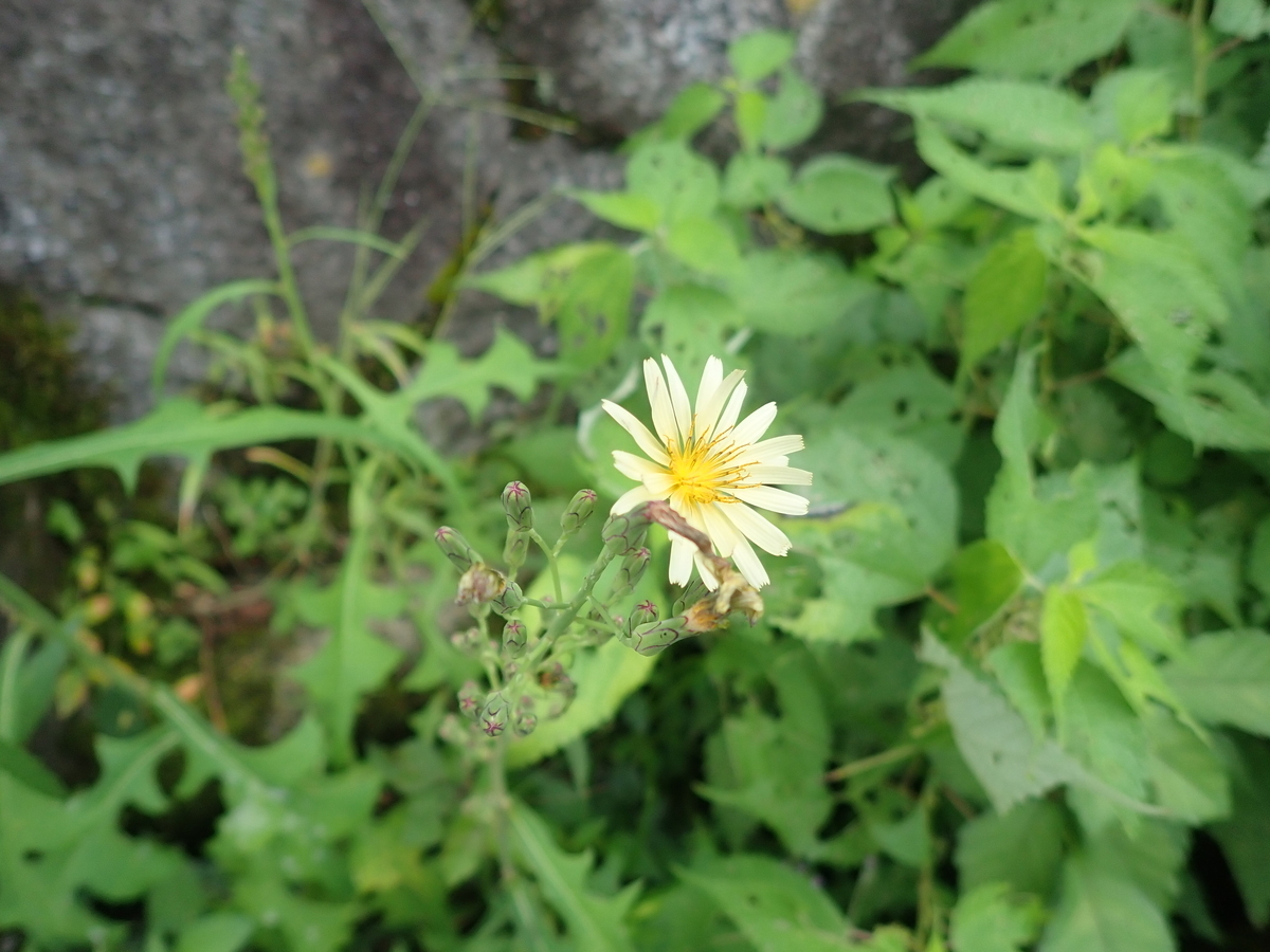 f:id:kuksa:20200928002146j:plain f:id:kuksa:20200928002146j:plain