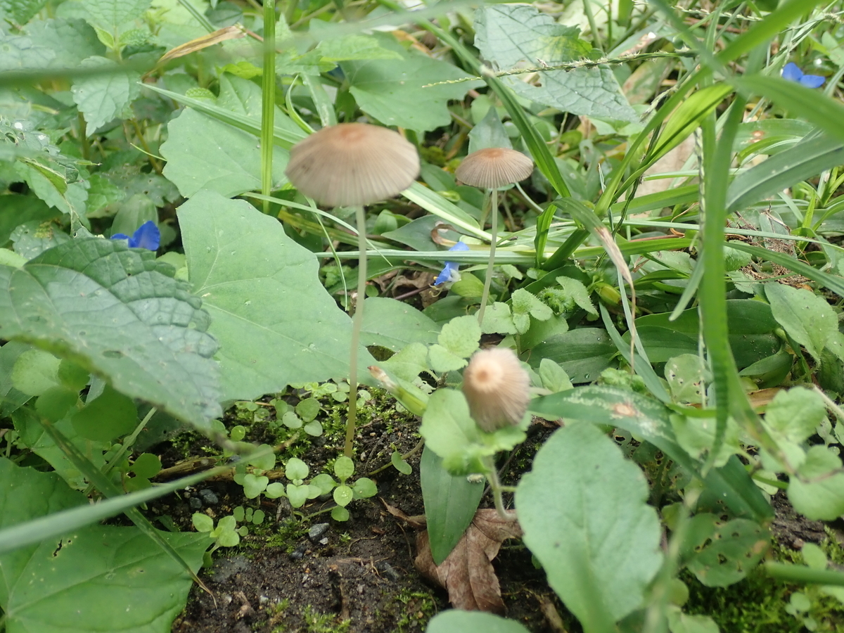 f:id:kuksa:20200928002203j:plain f:id:kuksa:20200928002203j:plain