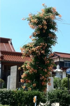 f:id:kukukabu:20110718210348j:image f:id:kukukabu:20110718210348j:image