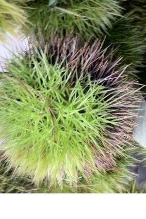 f:id:kukukabu:20110917002125j:image f:id:kukukabu:20110917002125j:image