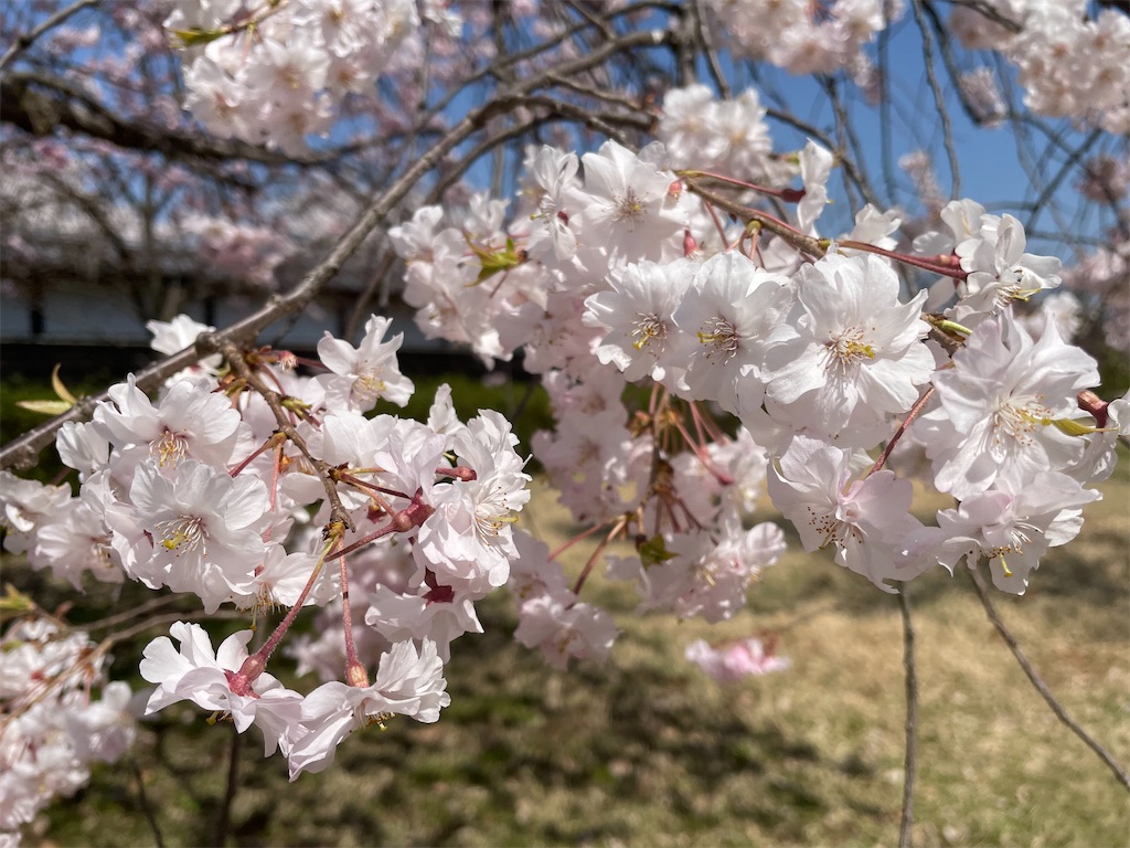 f:id:kukuri777:20230404220619j:image f:id:kukuri777:20230404220619j:image