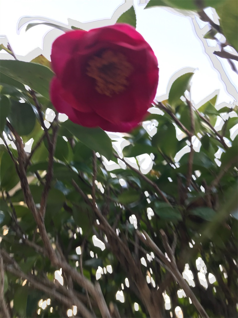 f:id:kukuru-2015:20210120114908j:image f:id:kukuru-2015:20210120114908j:image