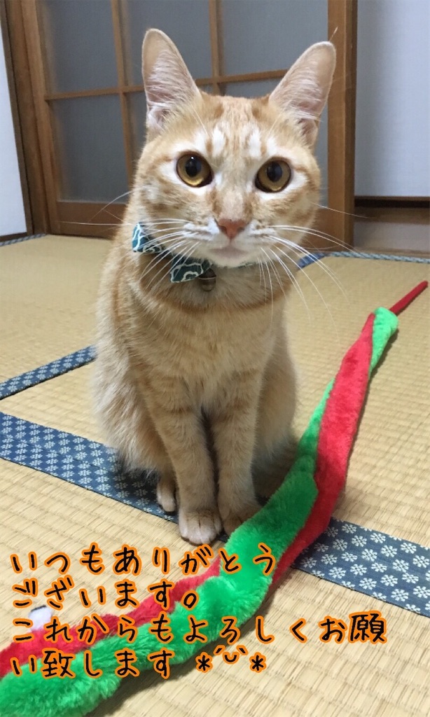 f:id:kukuru-2015:20210201123231j:image f:id:kukuru-2015:20210201123231j:image