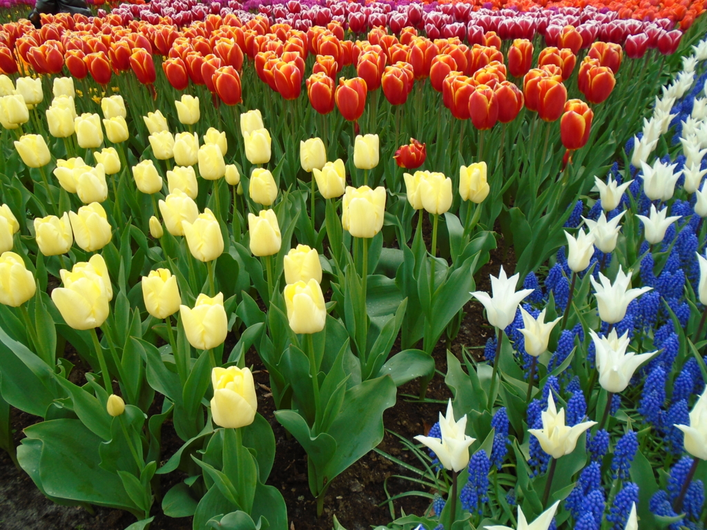 f:id:kulipa:20170522193831j:plain