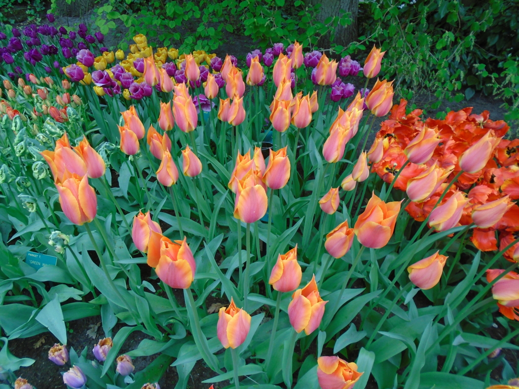 f:id:kulipa:20170522194029j:plain